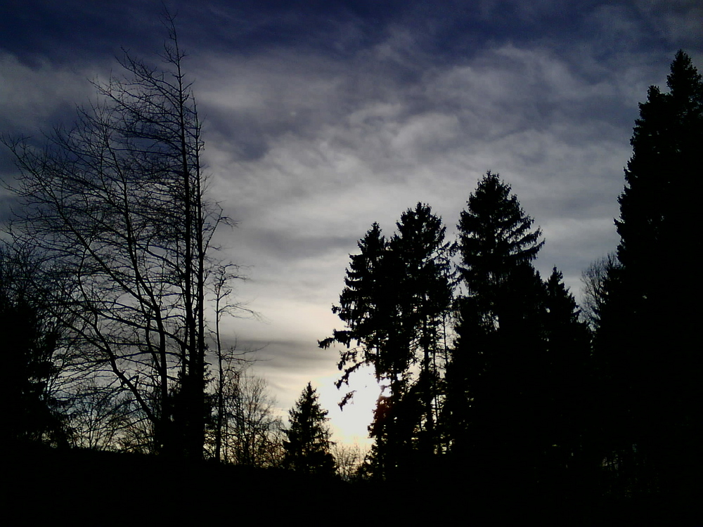 Der Wald vor meiner Haustüre