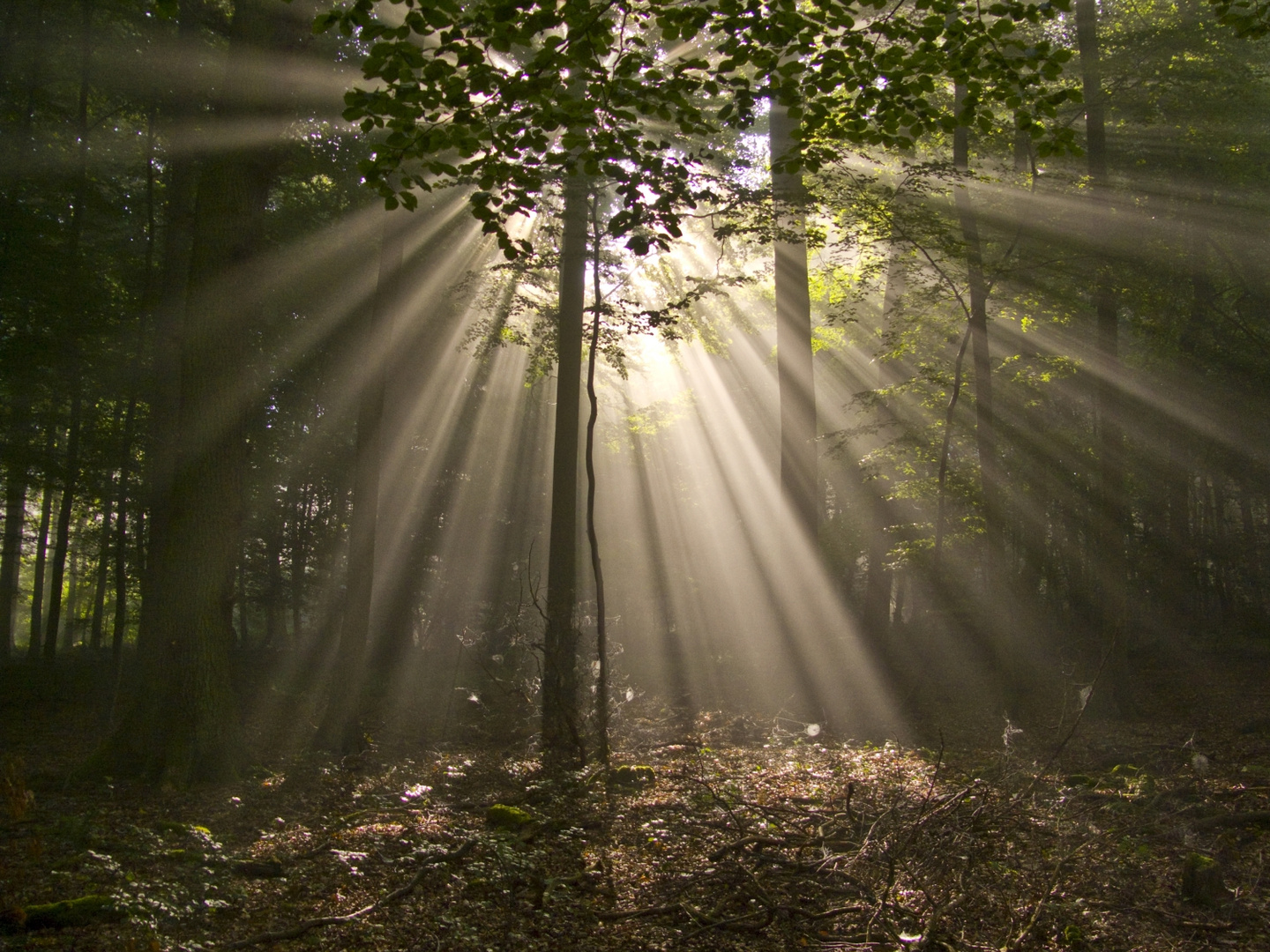 Der Wald wacht auf !