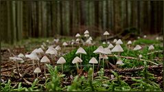 Der Wald war voll davon...
