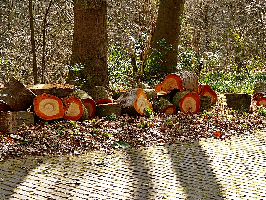 Der Wald wird aufgeräumt.