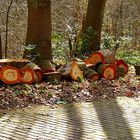 Der Wald wird aufgeräumt.