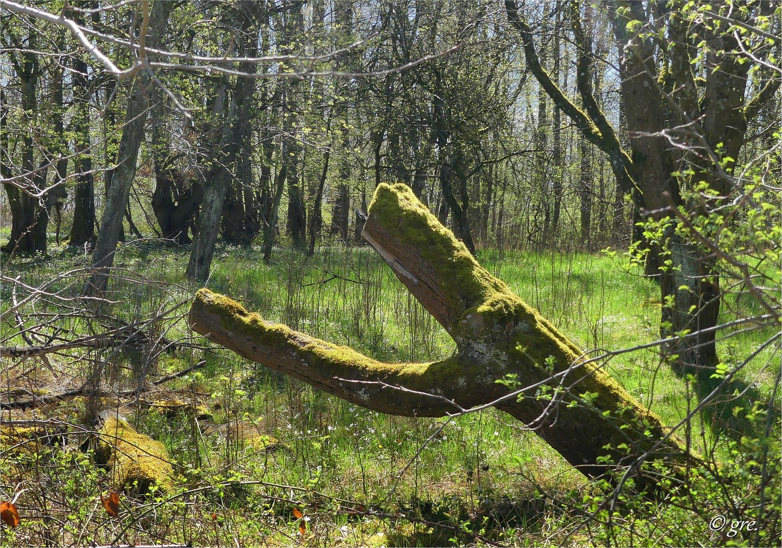 Der Wald wird grün...