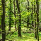 Der Wald wird grün