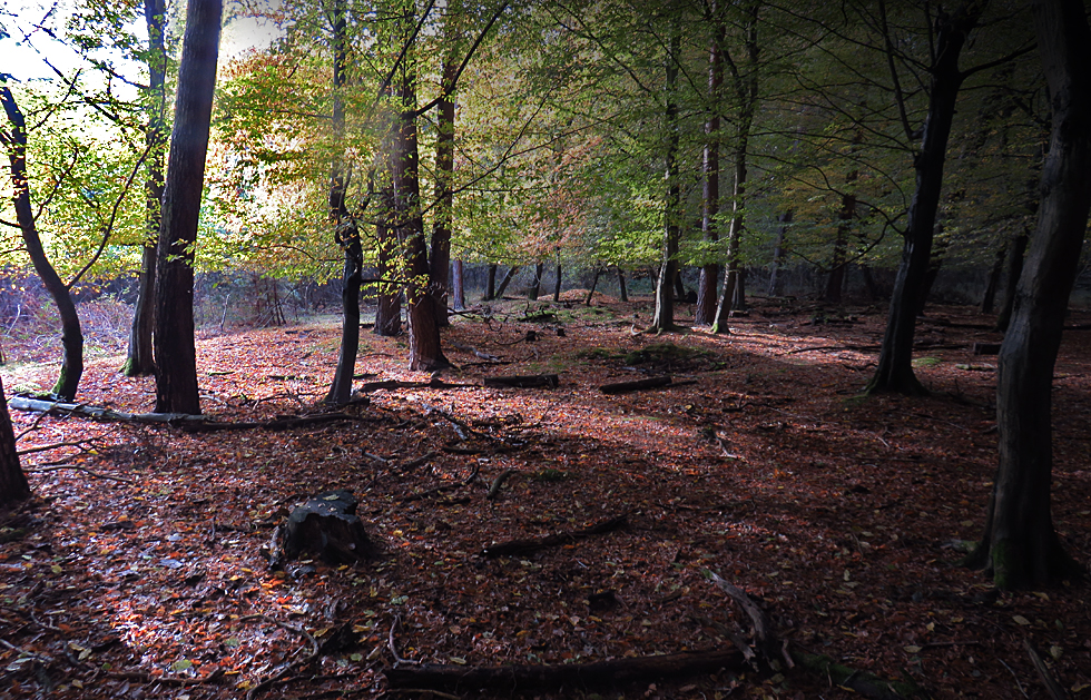 Der Wald wird immer bunter