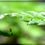 Der Wald wird immer grüner