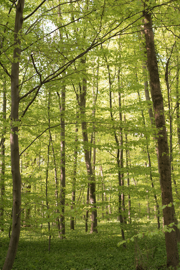 Der Wald wird langsam grün.....