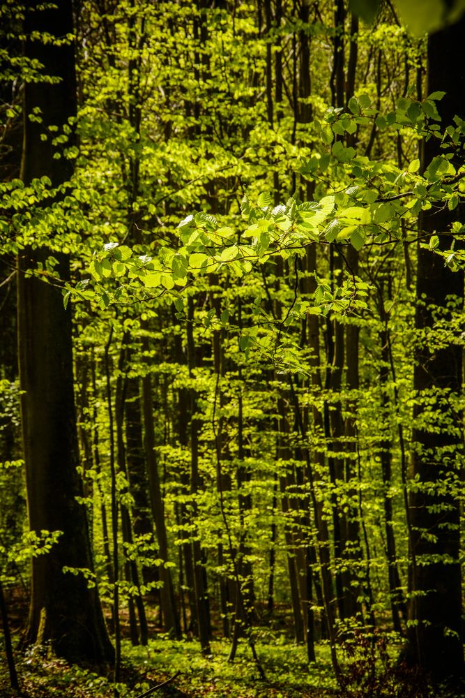 Der Wald wird wieder grün ...