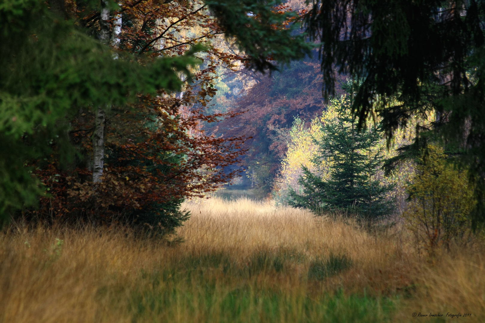 Der Wald zeigt Farbe....