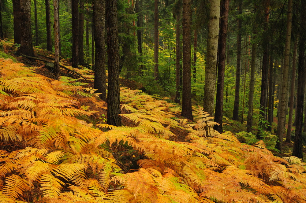 Der Wald zum goldenen Adlerfarn