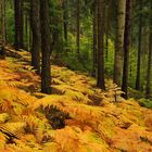 Der Wald zum goldenen Adlerfarn