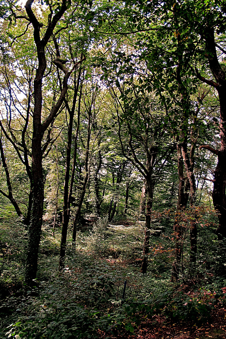 Der Wald zur Ruhr hinter dem Rheazentrum in Essen-Kettwig.