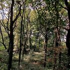 Der Wald zur Ruhr hinter dem Rheazentrum in Essen-Kettwig.