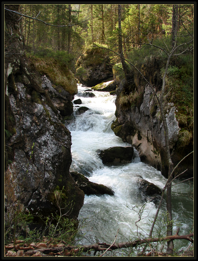 Der Waldbach