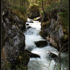 Der Waldbach