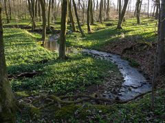 Der Waldbach am Abend