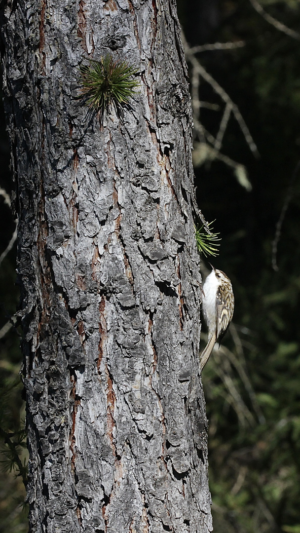 Der Waldbaumläufer (Certhia familiaris)