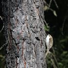 Der Waldbaumläufer (Certhia familiaris)