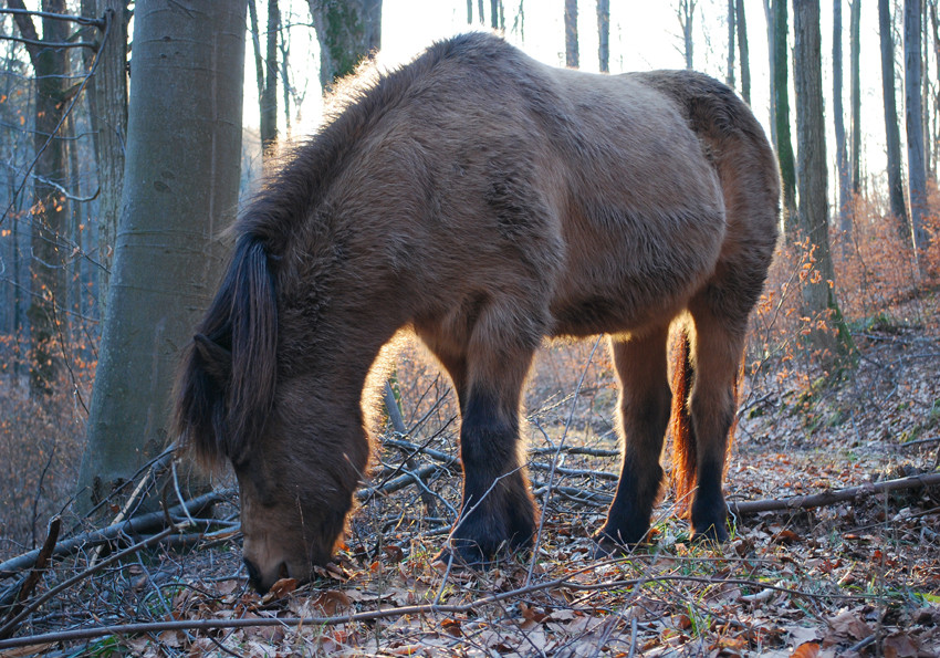 Der Waldbewohner