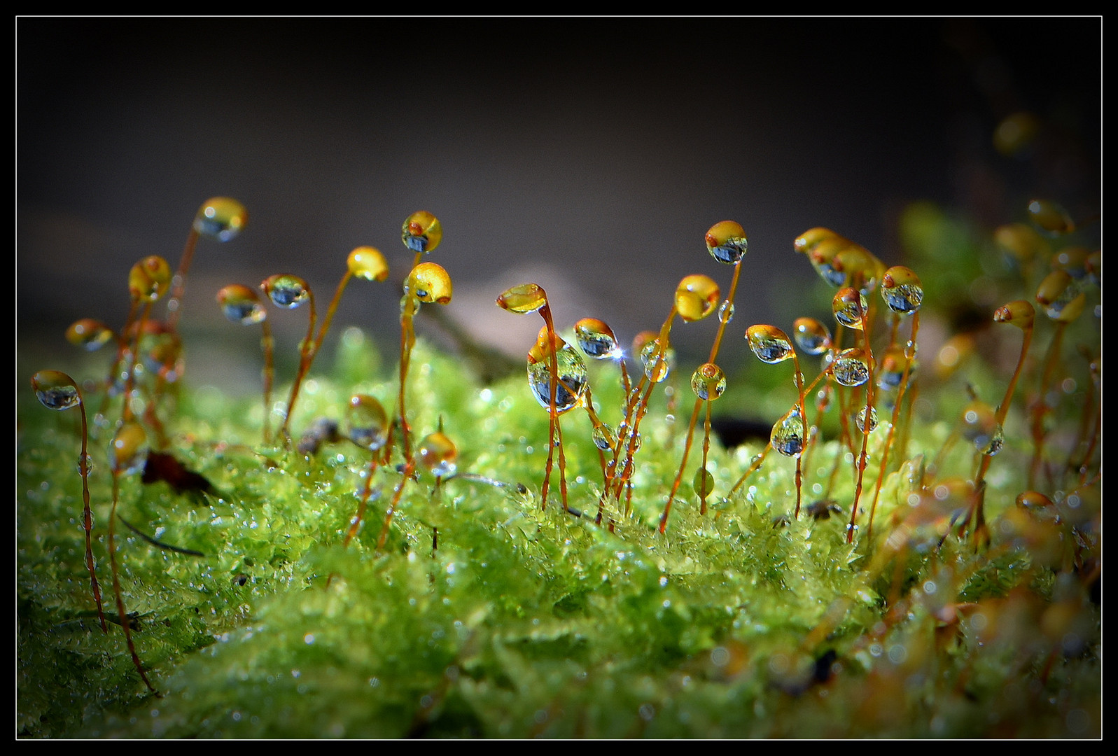 ....Der Waldboden glitzert....