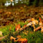 Der Waldboden im Herbst