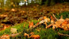 Der Waldboden im Herbst