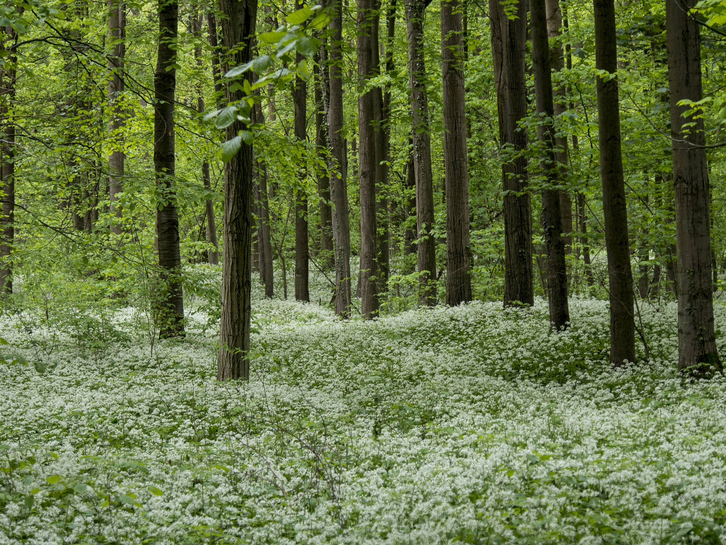 Der Waldboden ist weiß...