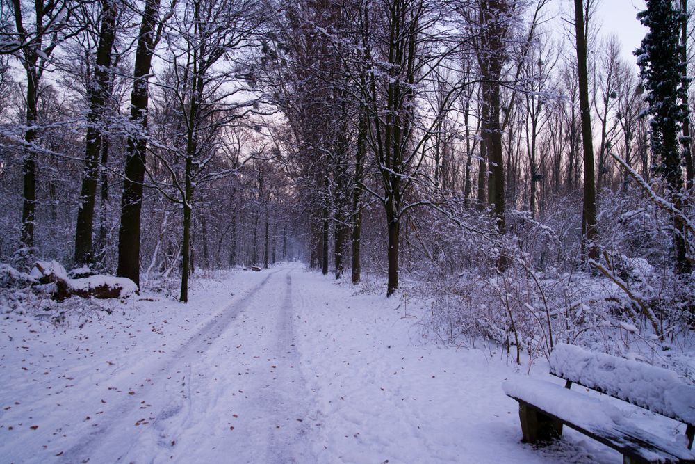 Der Waldesweg ist tief verschneit