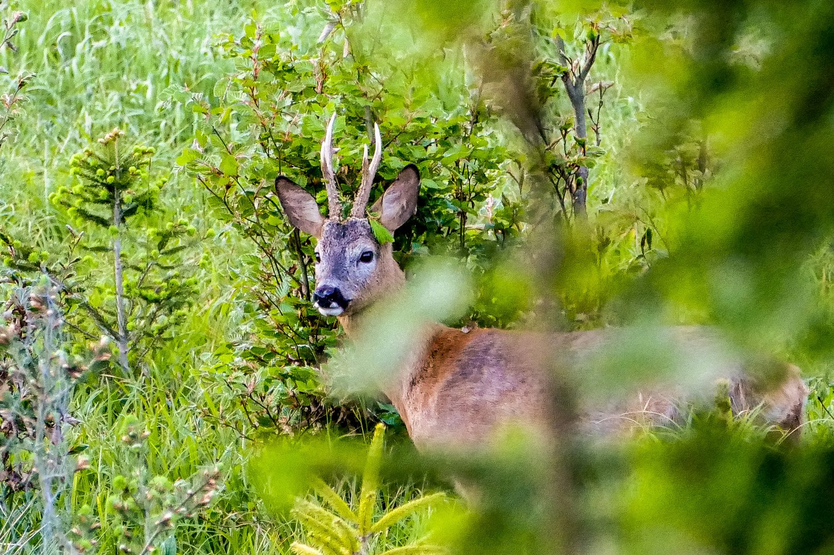 Der Waldfrevler