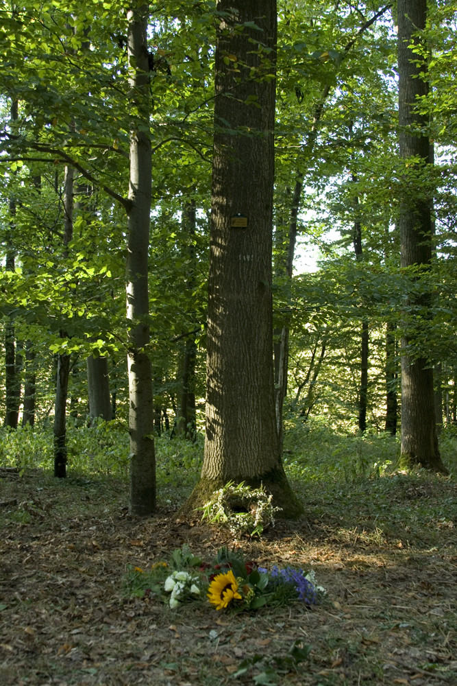 Der Waldfriedhof ...