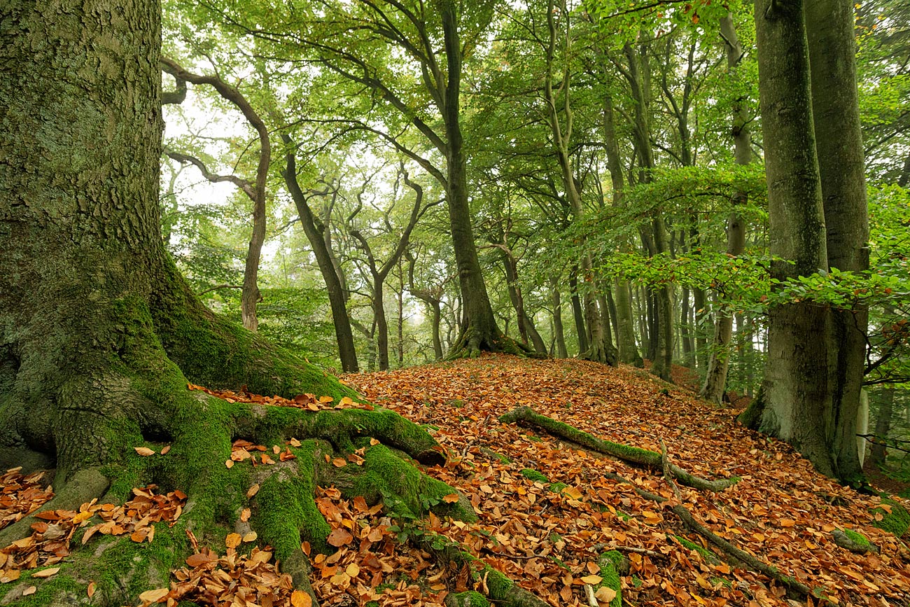 Der Waldhügel Foto & Bild wald, bäume, natur Bilder auf