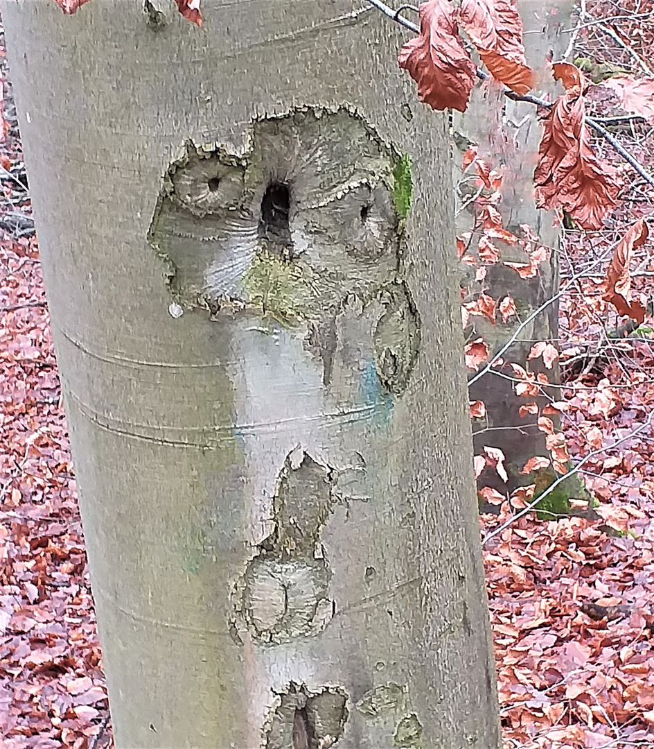 Der Waldkautz von Burg Hornberg