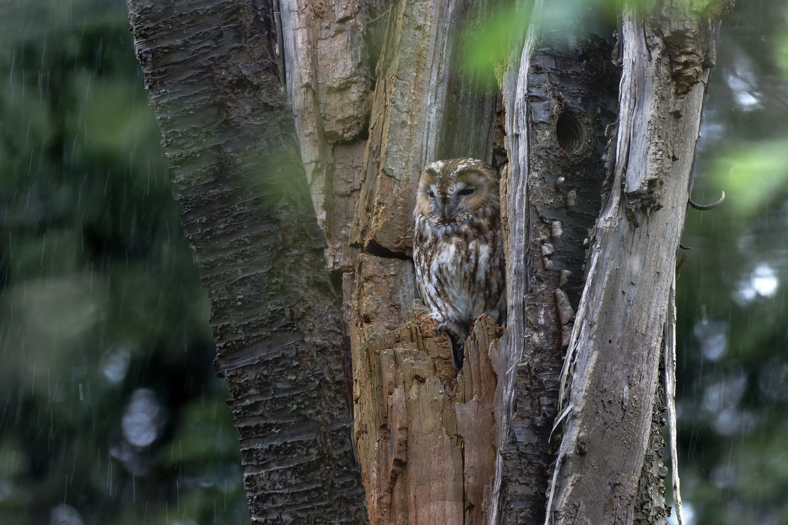 Der Waldkauz im Regen