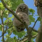 Der Waldkauz (Strix aluco)