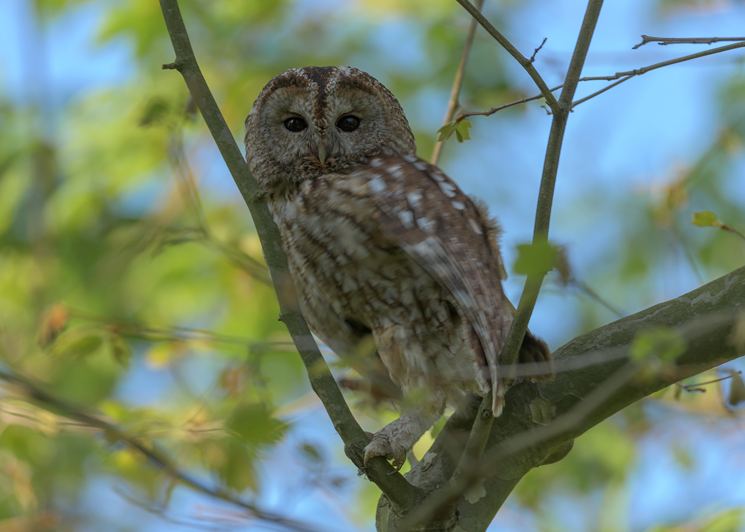 Der Waldkauz (Strix aluco) 