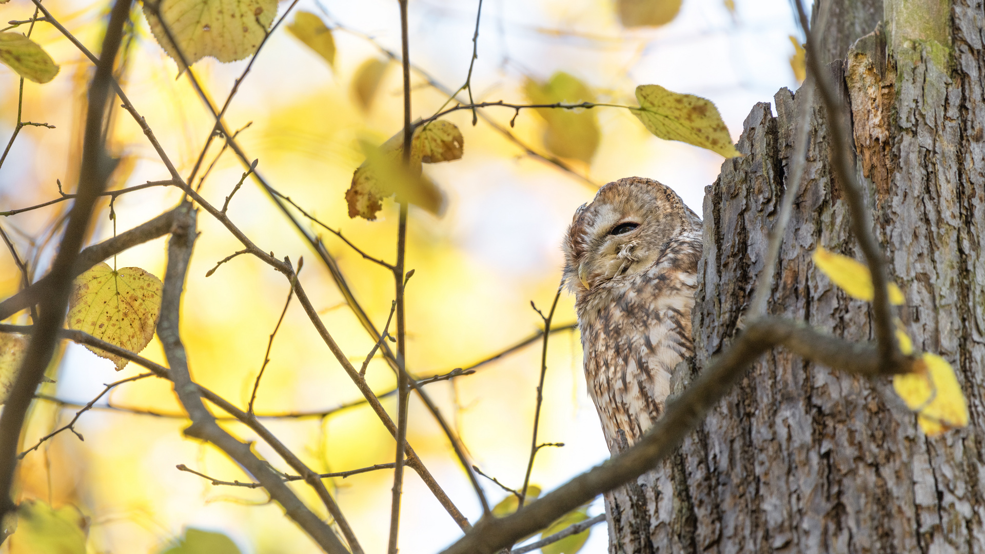 Der Waldkauz (Strix aluco)