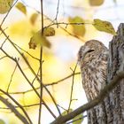 Der Waldkauz (Strix aluco)