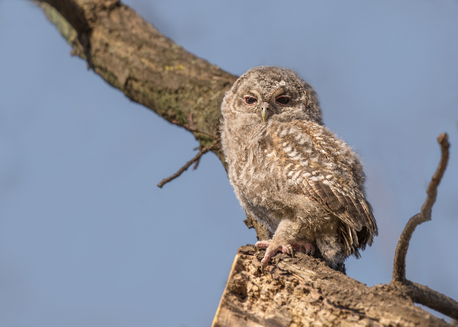 Der Waldkauz (Strix aluco) 