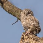 Der Waldkauz (Strix aluco) 