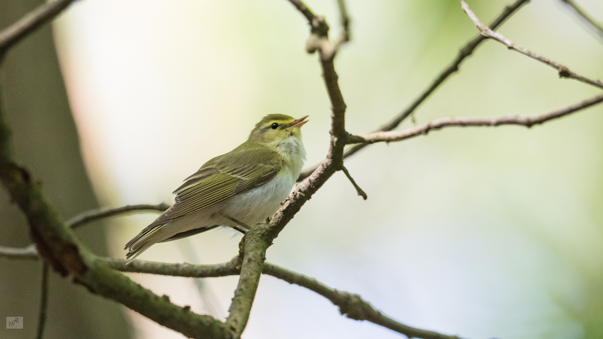 Der Waldlaubsänger (Phylloscopus sibilatrix)