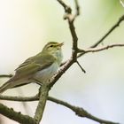 Der Waldlaubsänger (Phylloscopus sibilatrix)