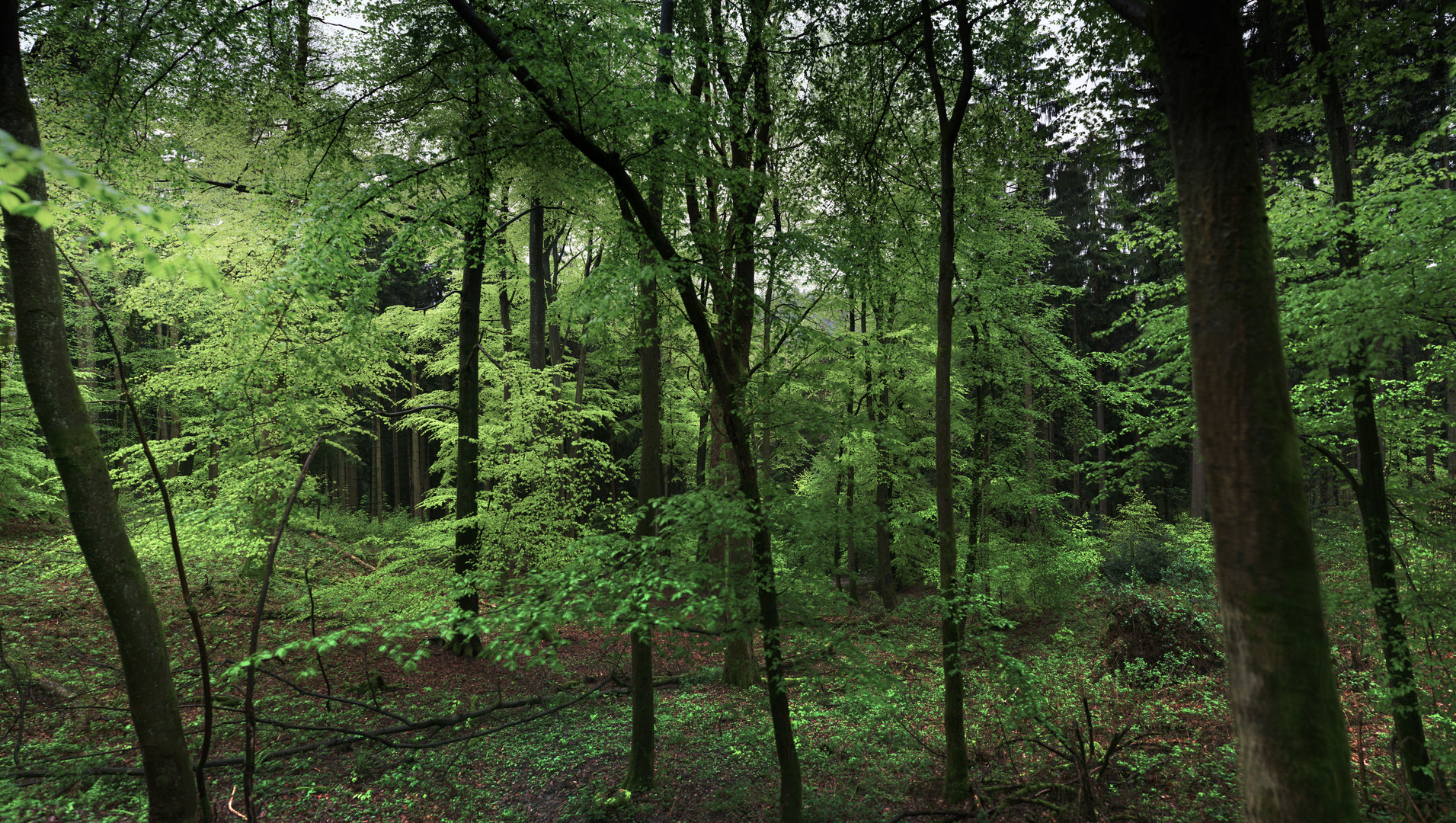 der Waldlaubsängerwald