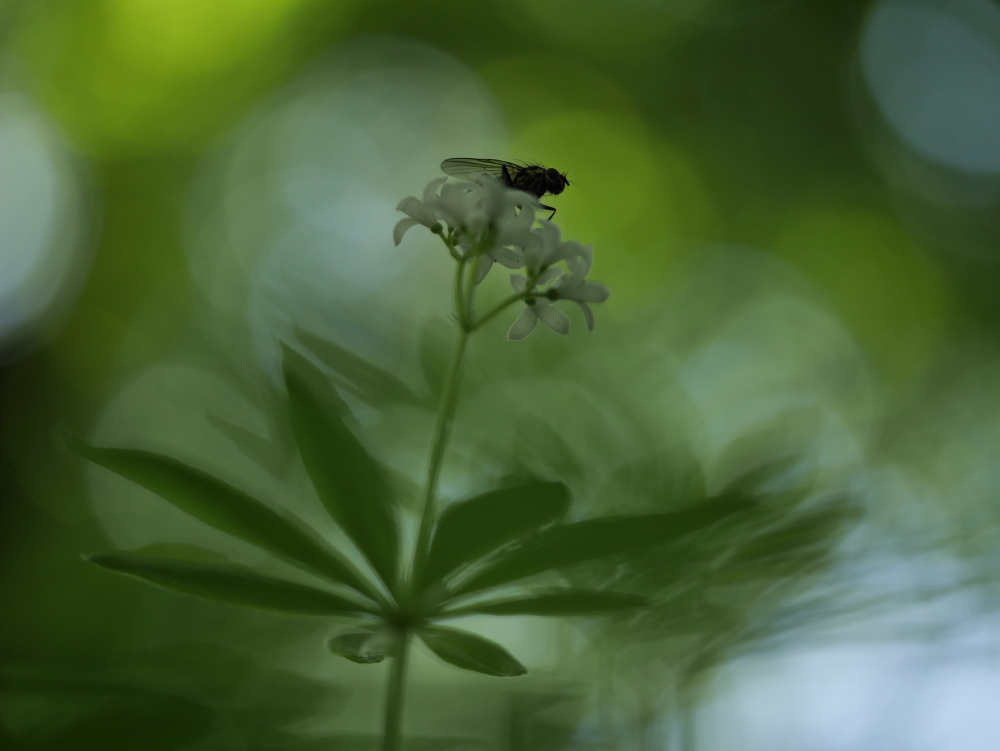 Der Waldmeister