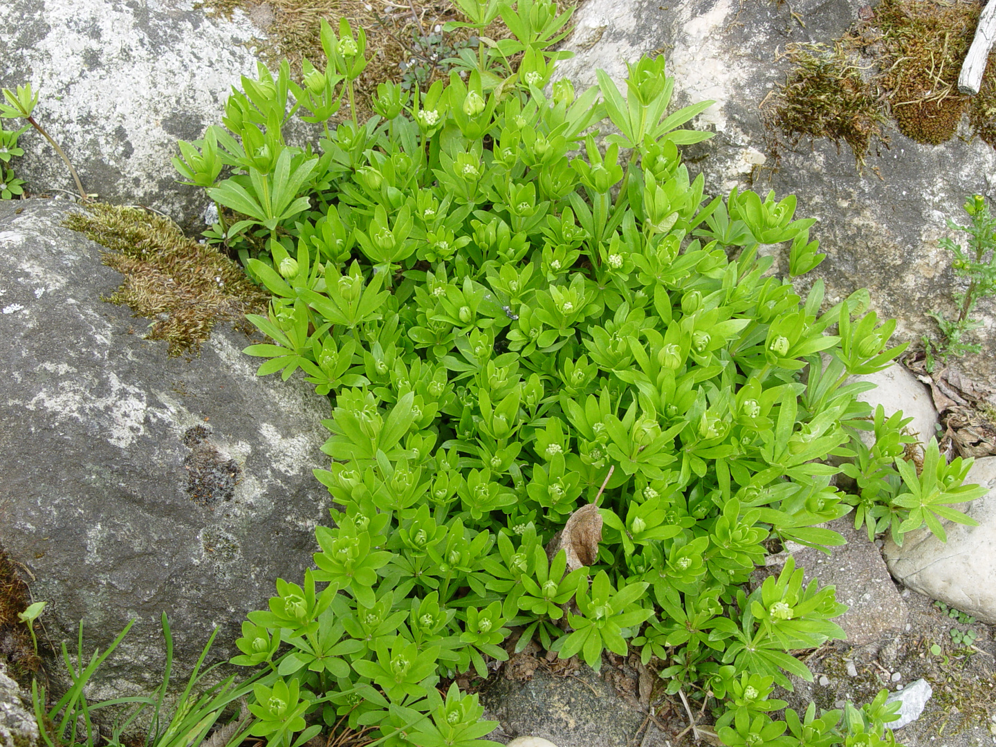 Der Waldmeister, bei mir im Garten..