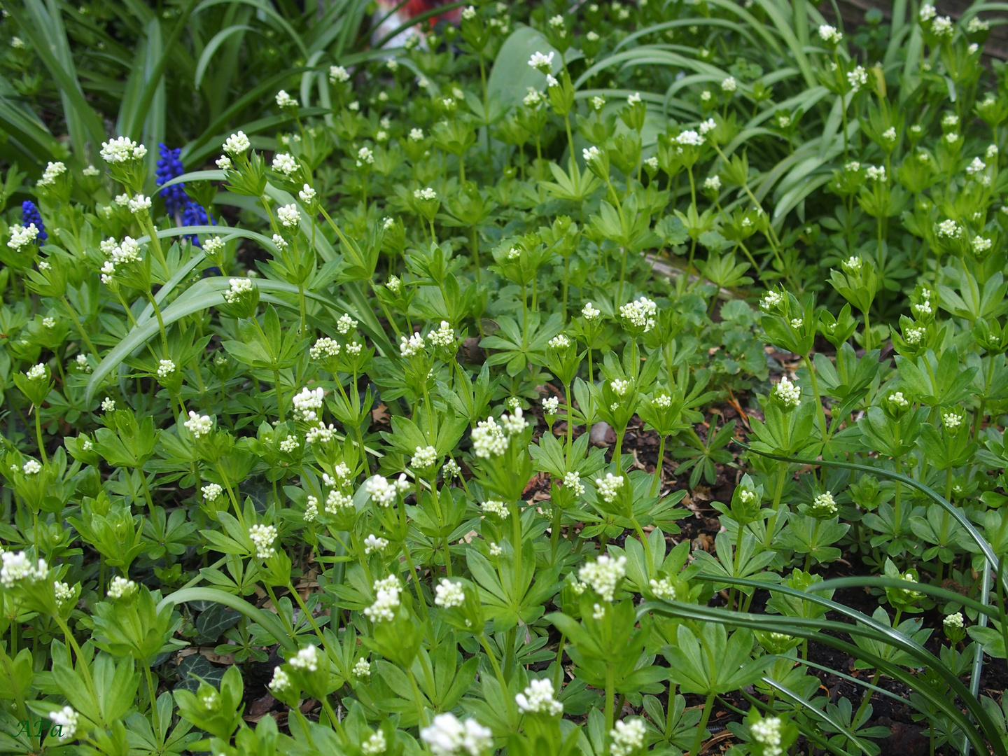 Der Waldmeister**