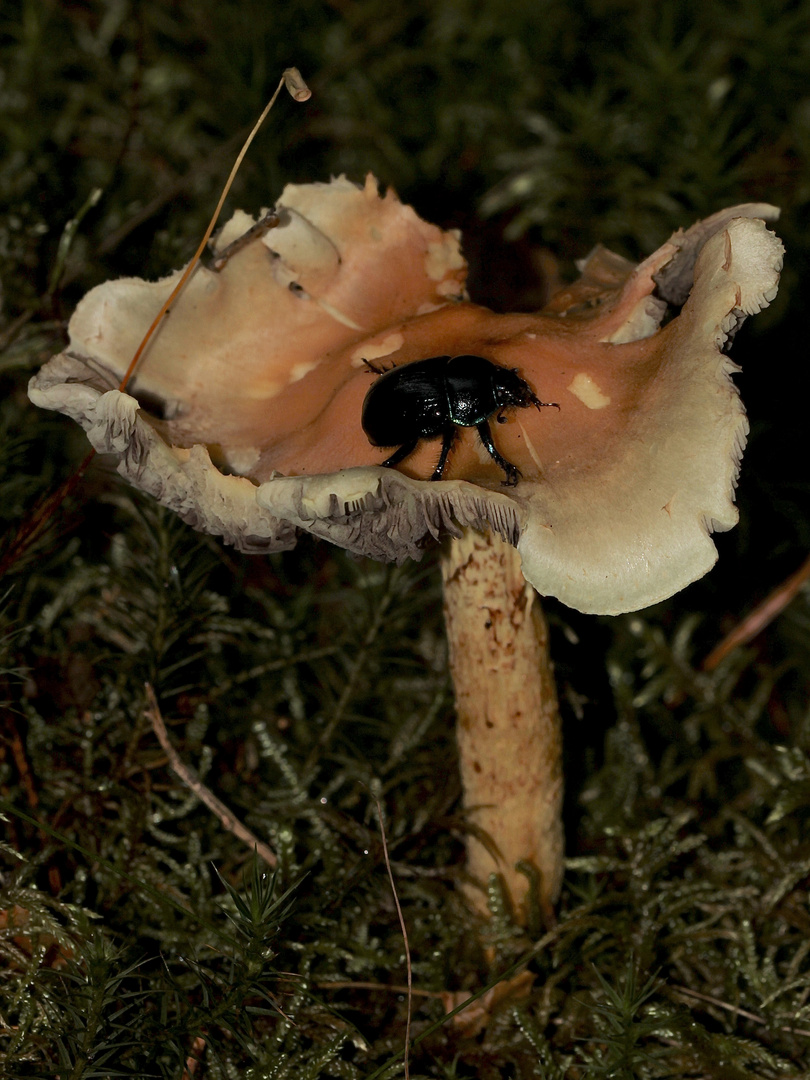 Der Waldmistkäfer (Anoplotrupes stercorosus) ...