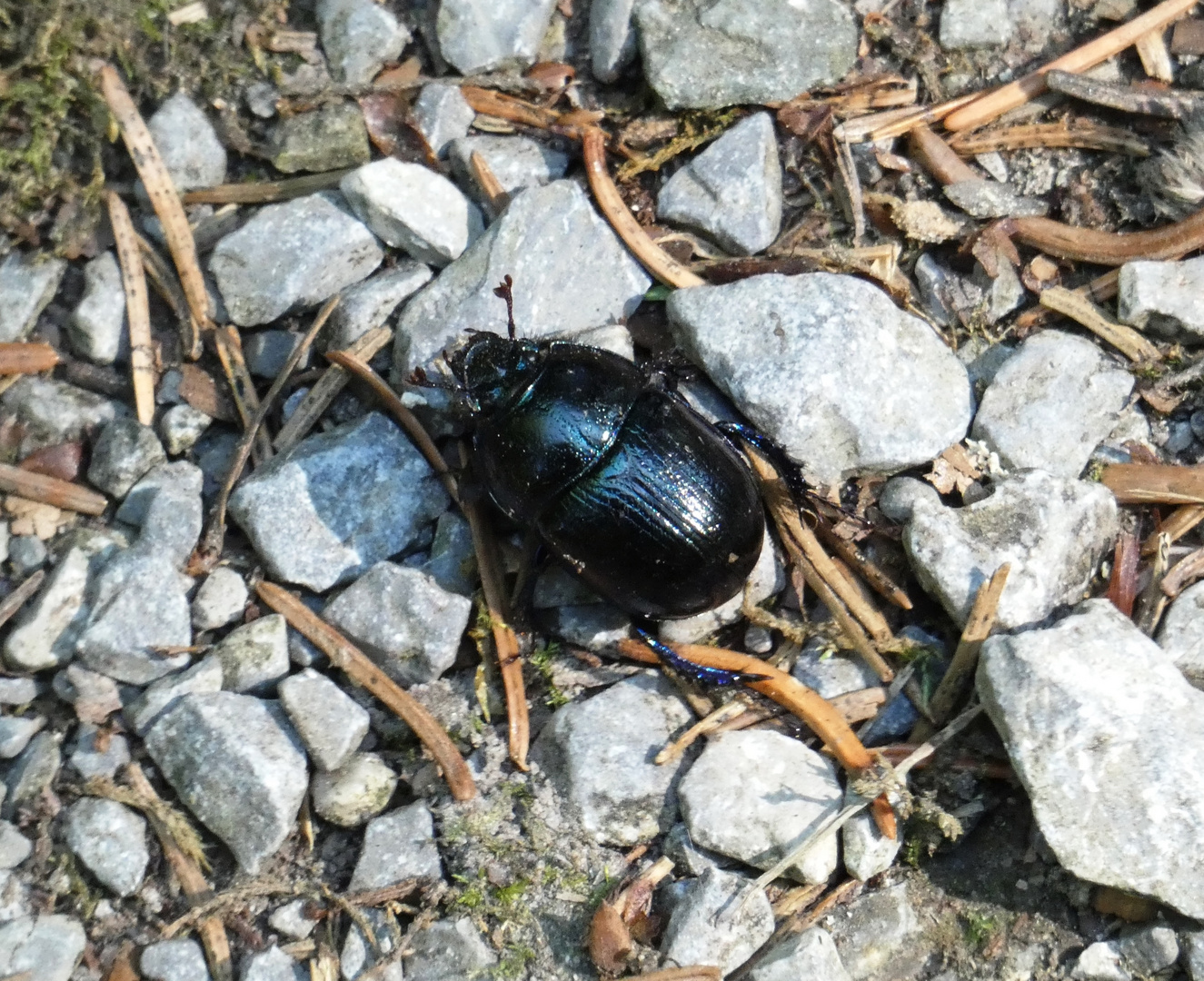 Der Waldmistkäfer (Anoplotrupes stercorosus) 