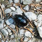 Der Waldmistkäfer (Anoplotrupes stercorosus) 