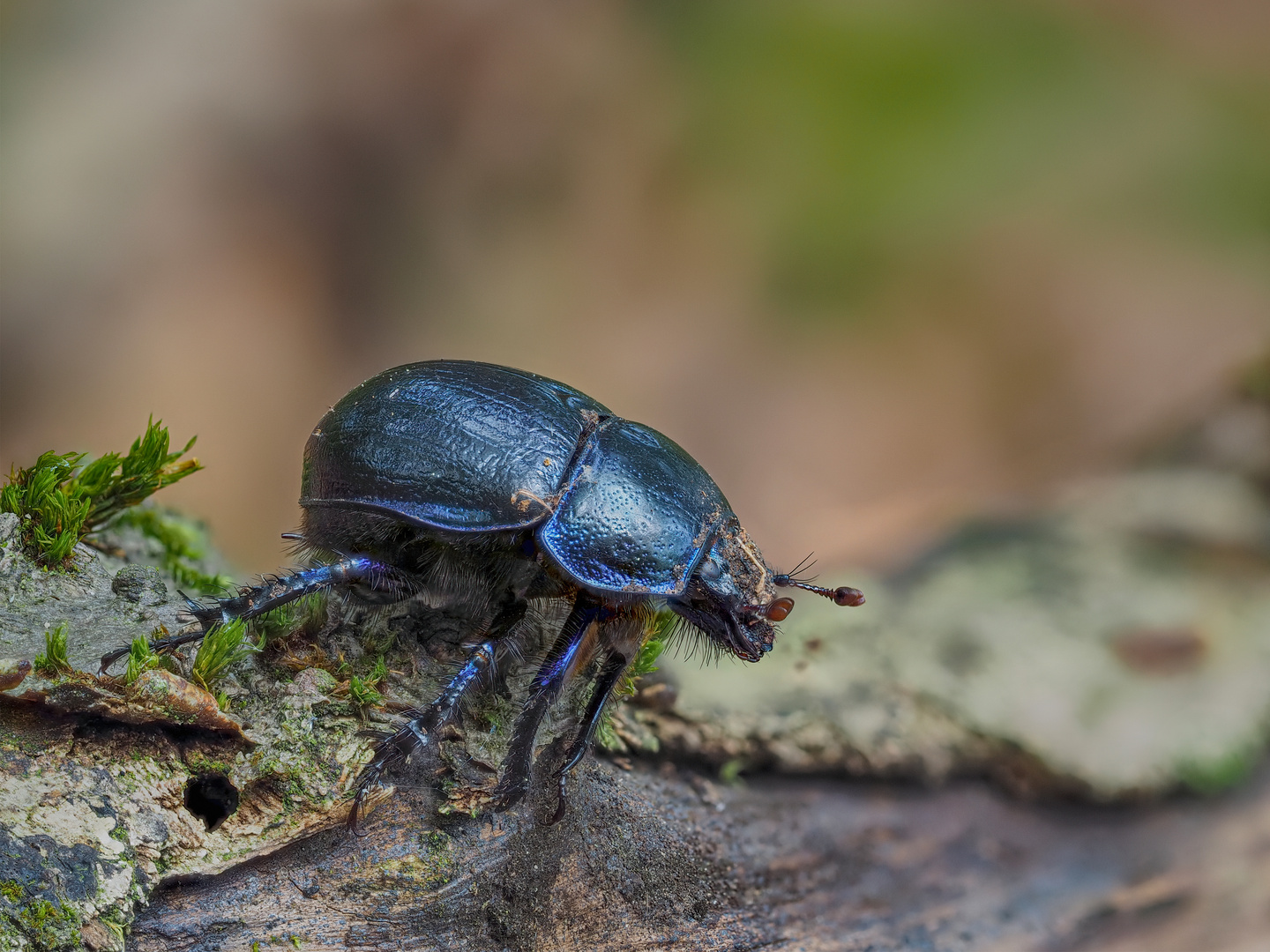 Der Waldmistkäfer von heute morgen