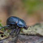 Der Waldmistkäfer von heute morgen