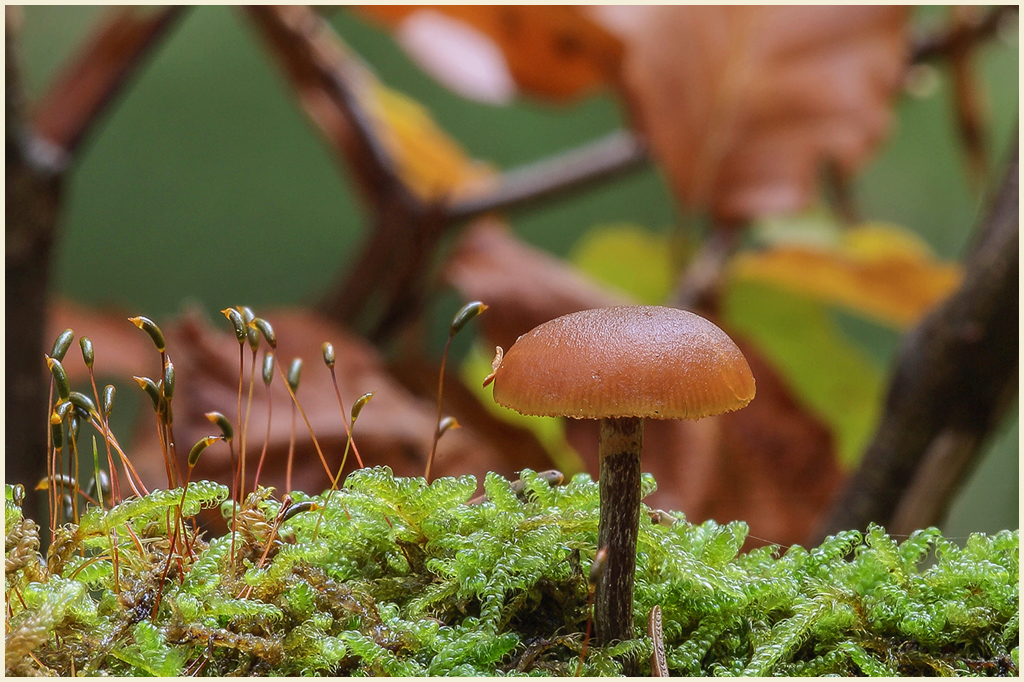 Der Waldpilz